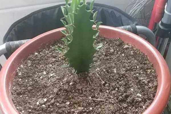 龙骨花怎么养才长得茂盛，要将其放在有柔和散光的地方养