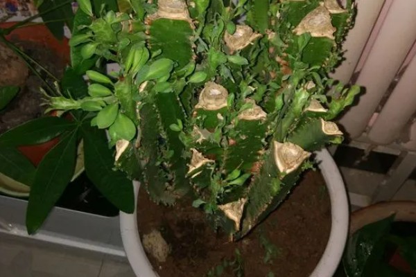 龙骨花怎么养才长得茂盛，要将其放在有柔和散光的地方养