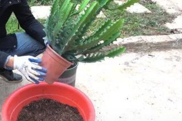 龙骨花怎么养才长得茂盛，要将其放在有柔和散光的地方养