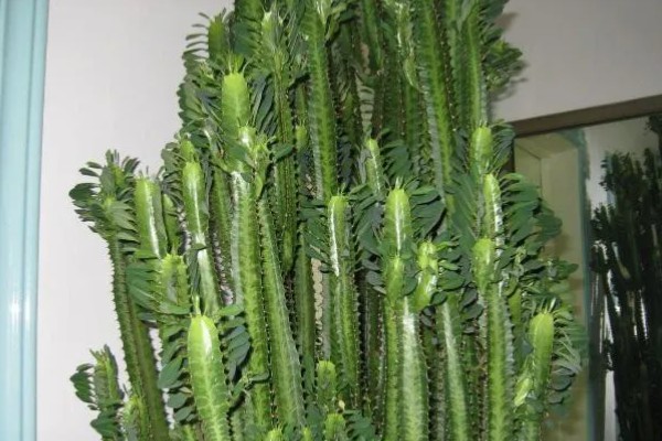 龙骨花怎么养才长得茂盛，要将其放在有柔和散光的地方养