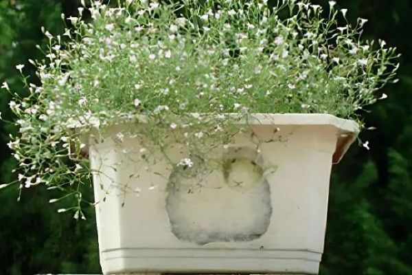 满天星的存活时间，寿命多为3-5年