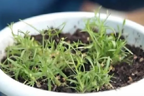 满天星的存活时间，寿命多为3-5年