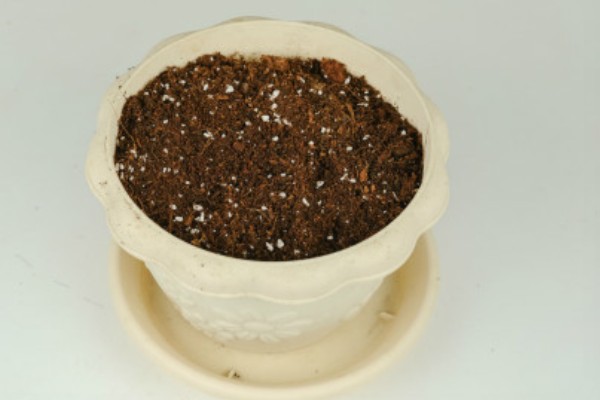 满天星的存活时间，寿命多为3-5年