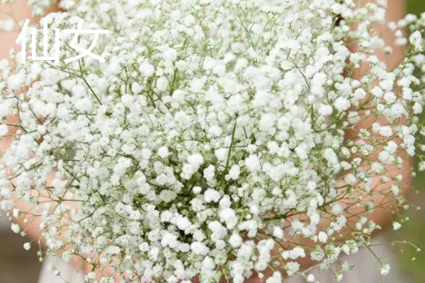 满天星的存活时间，寿命多为3-5年