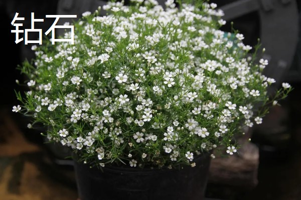 满天星的存活时间，寿命多为3-5年