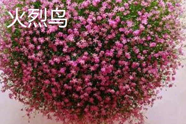 满天星的存活时间，寿命多为3-5年