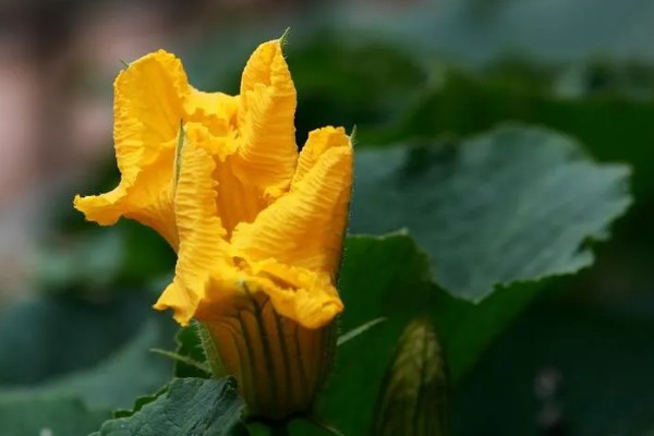 南瓜花是不完全花的原因，只有雌蕊没有雄蕊属于不完全花