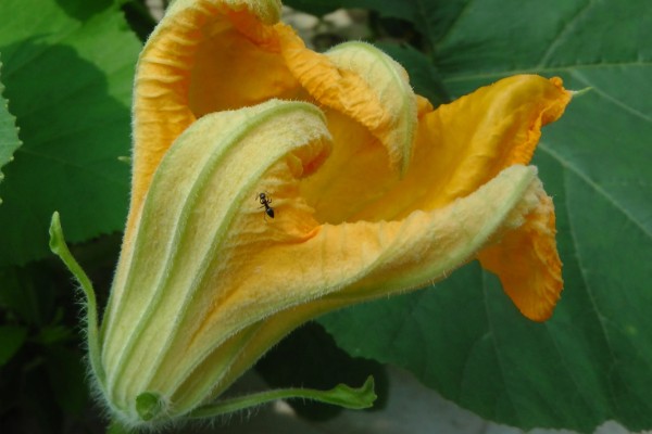 南瓜花是不完全花的原因，只有雌蕊没有雄蕊属于不完全花