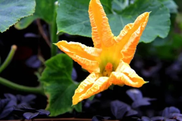 南瓜花是不完全花的原因，只有雌蕊没有雄蕊属于不完全花