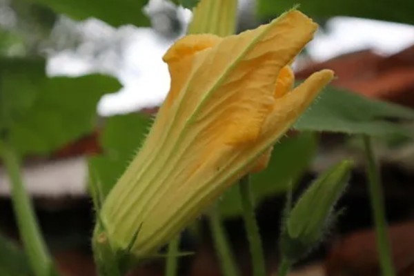 南瓜花是不完全花的原因，只有雌蕊没有雄蕊属于不完全花