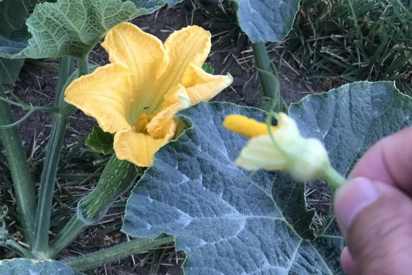 南瓜花是不完全花的原因，只有雌蕊没有雄蕊属于不完全花