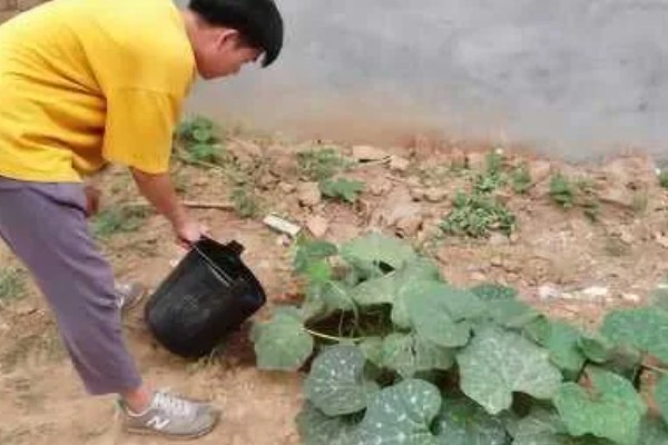 南瓜花是不完全花的原因，只有雌蕊没有雄蕊属于不完全花