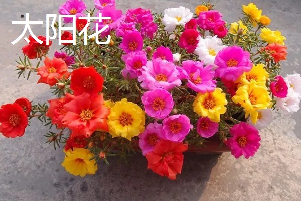 哪些阳台植物耐旱不怕晒,常见太阳花、木槿花等品种