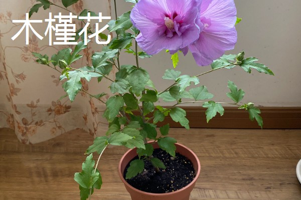 哪些阳台植物耐旱不怕晒,常见太阳花、木槿花等品种