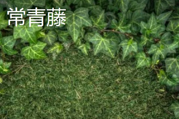 哪些阳台植物耐旱不怕晒,常见太阳花、木槿花等品种