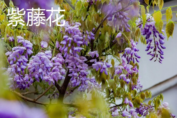 哪些阳台植物耐旱不怕晒,常见太阳花、木槿花等品种