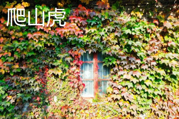 哪些阳台植物耐旱不怕晒,常见太阳花、木槿花等品种