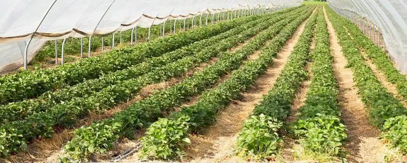 冬季蔬菜栽培措施，施肥宜晴天进行