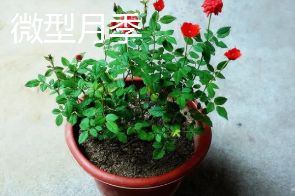 哪些阳台植物耐旱不怕晒,常见太阳花、木槿花等品种