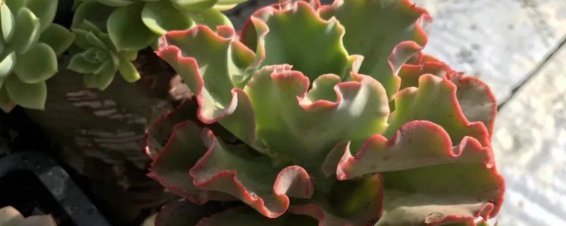 高砂之翁总是掉叶子的原因，浇水过多、缺少阳光、施肥不当都会引起