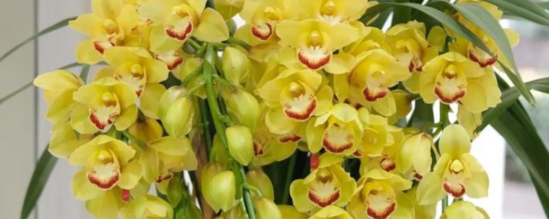 大花蕙兰怎么施肥，春秋季节每个月追施一次复合肥