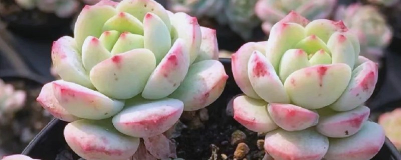 为什么香草多肉难养，主要是植株对于水分的要求很高