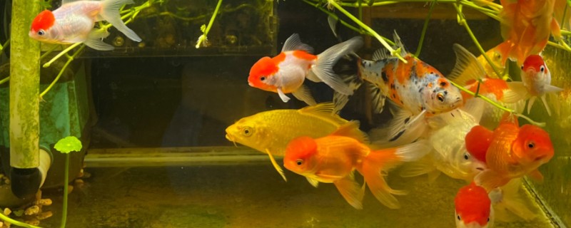 刚买回来的金鱼如何养活，将水温保持在18-25℃