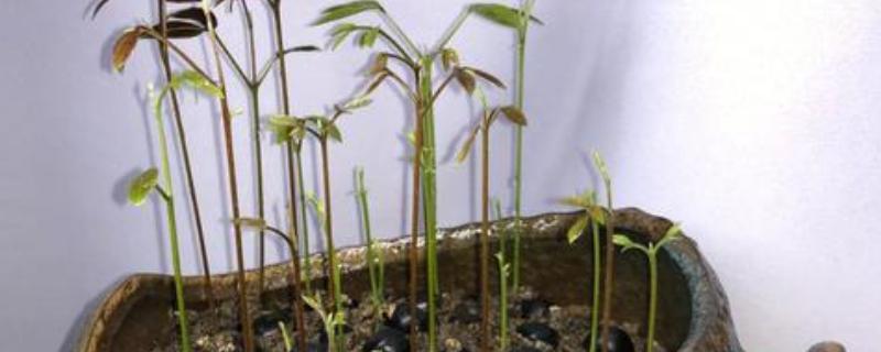 龙眼子如何种植，适宜的温度要保持在22℃-24℃