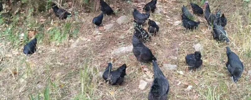 黑凤鸡的产地，广东省率先从国外引入