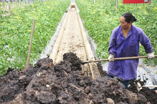 冬季蔬菜栽培措施,施肥宜晴天进行