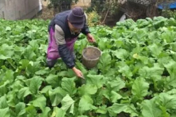 冬季蔬菜栽培措施,施肥宜晴天进行