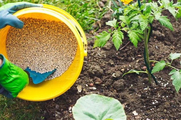 冬季蔬菜栽培措施,施肥宜晴天进行