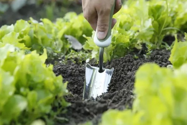 冬季蔬菜栽培措施,施肥宜晴天进行