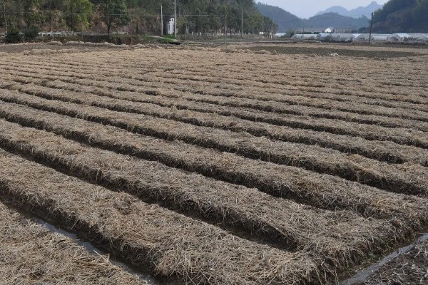 冬季蔬菜栽培措施,施肥宜晴天进行