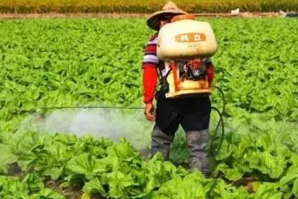 冬季蔬菜栽培措施,施肥宜晴天进行