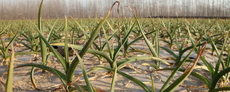 大蒜干尖黄叶怎么防治，轮作换茬可以降低发病几率