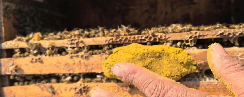 用花粉喂蜜蜂的方法，与糖浆混匀煮开然后放凉再饲喂