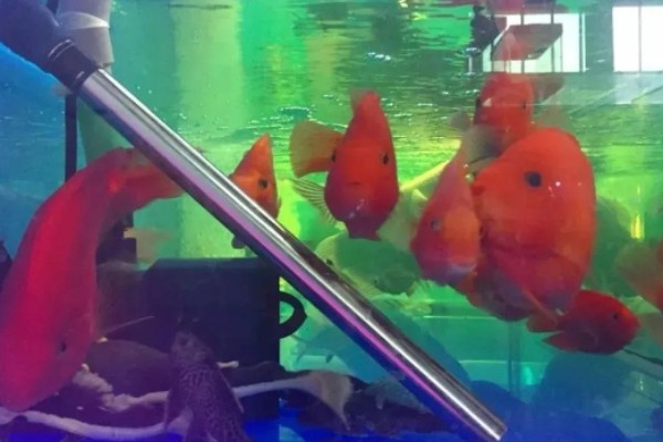 刚买回来的金鱼如何养活，将水温保持在18-25℃