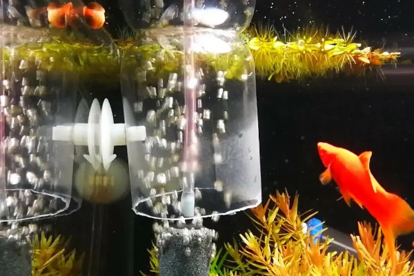 刚买回来的金鱼如何养活，将水温保持在18-25℃