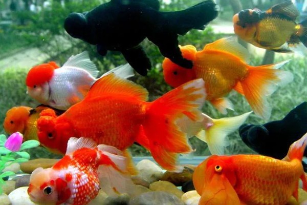 刚买回来的金鱼如何养活，将水温保持在18-25℃