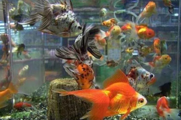 刚买回来的金鱼如何养活，将水温保持在18-25℃