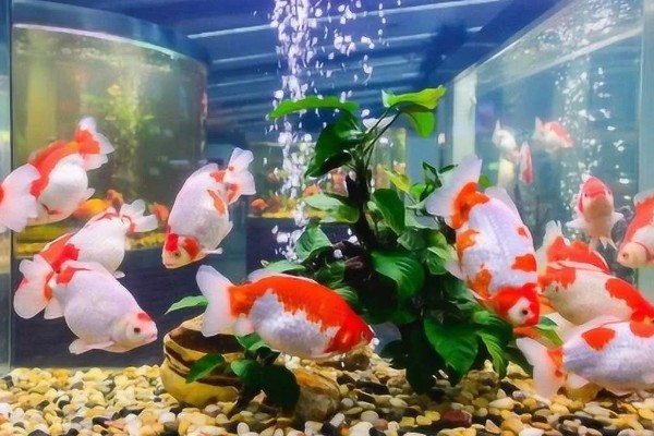 刚买回来的金鱼如何养活，将水温保持在18-25℃