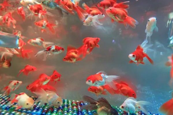 刚买回来的金鱼如何养活，将水温保持在18-25℃