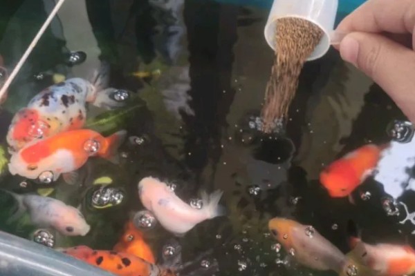 刚买回来的金鱼如何养活，将水温保持在18-25℃