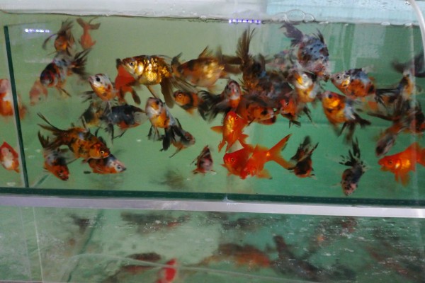 刚买回来的金鱼如何养活，将水温保持在18-25℃