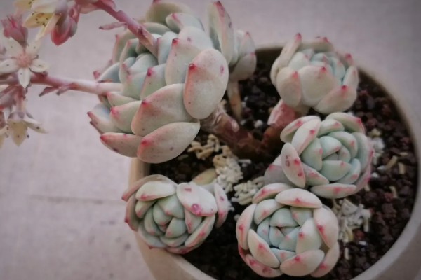 为什么香草多肉难养，主要是植株对于水分的要求很高