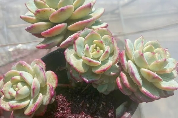为什么香草多肉难养，主要是植株对于水分的要求很高