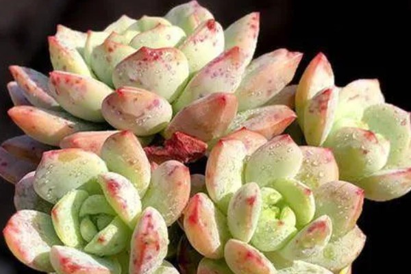 为什么香草多肉难养，主要是植株对于水分的要求很高