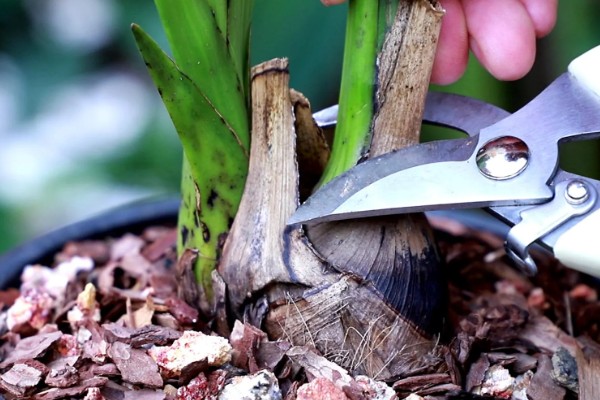 大花蕙兰怎么施肥，春秋季节每个月追施一次复合肥