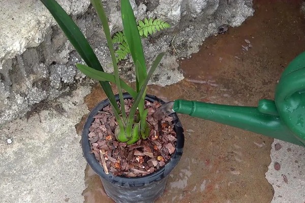 大花蕙兰怎么施肥，春秋季节每个月追施一次复合肥